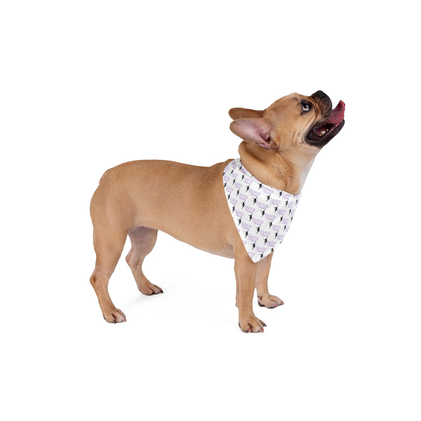 CC Dance Pet Bandana